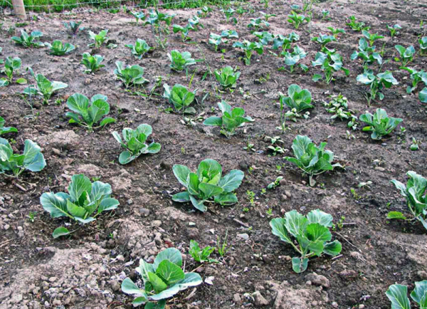 Как вырастить белокочанную капусту сорта Мегатон на дачной грядке